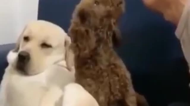 Cutest dogs of TikTok - The Dog Squad - DAILY ANIMALS SHORTS