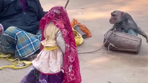 Monkey dance 😂 monkey animal video