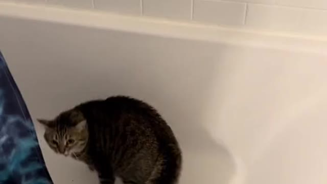 My cat likes to jump into the tub