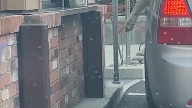 Funny Dogs lol