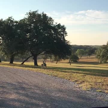 Two kangaroos on Texas ranch