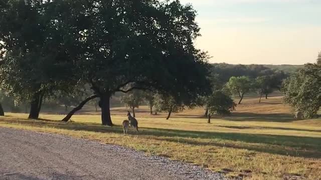 Two kangaroos on Texas ranch