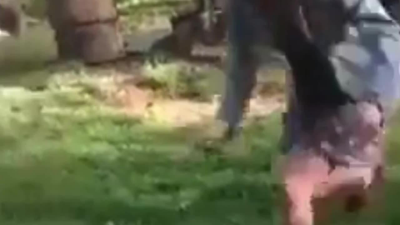 Hilarious Chicken Chase Compilation! 🐔😂