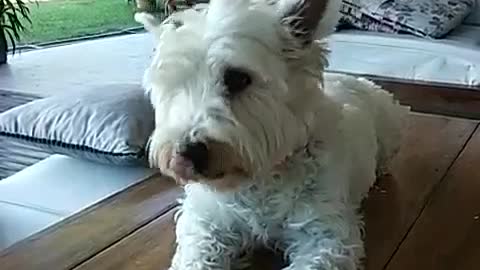 White dog sitting down and lifting up paw