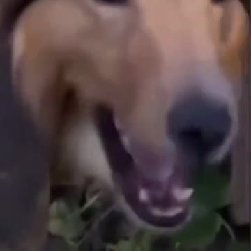 When Your Girl Jump in to stop the fight