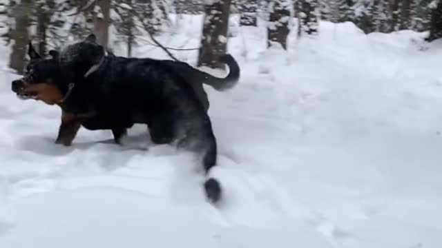 Crazy game 😈❤️