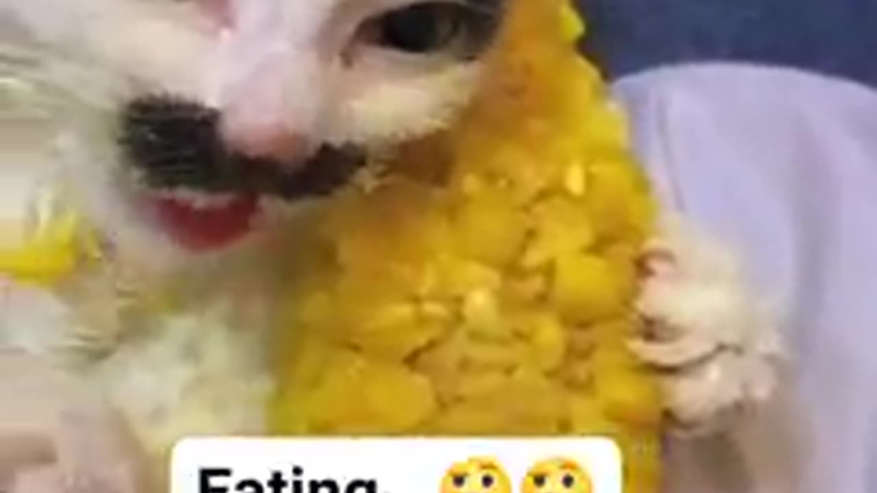 Hungry Cat eat chiken :)