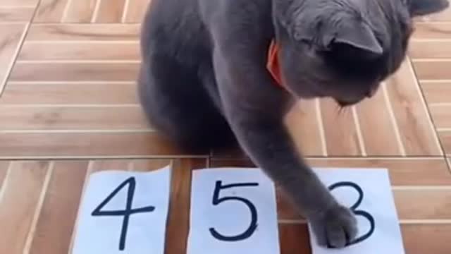 The cat is very smart