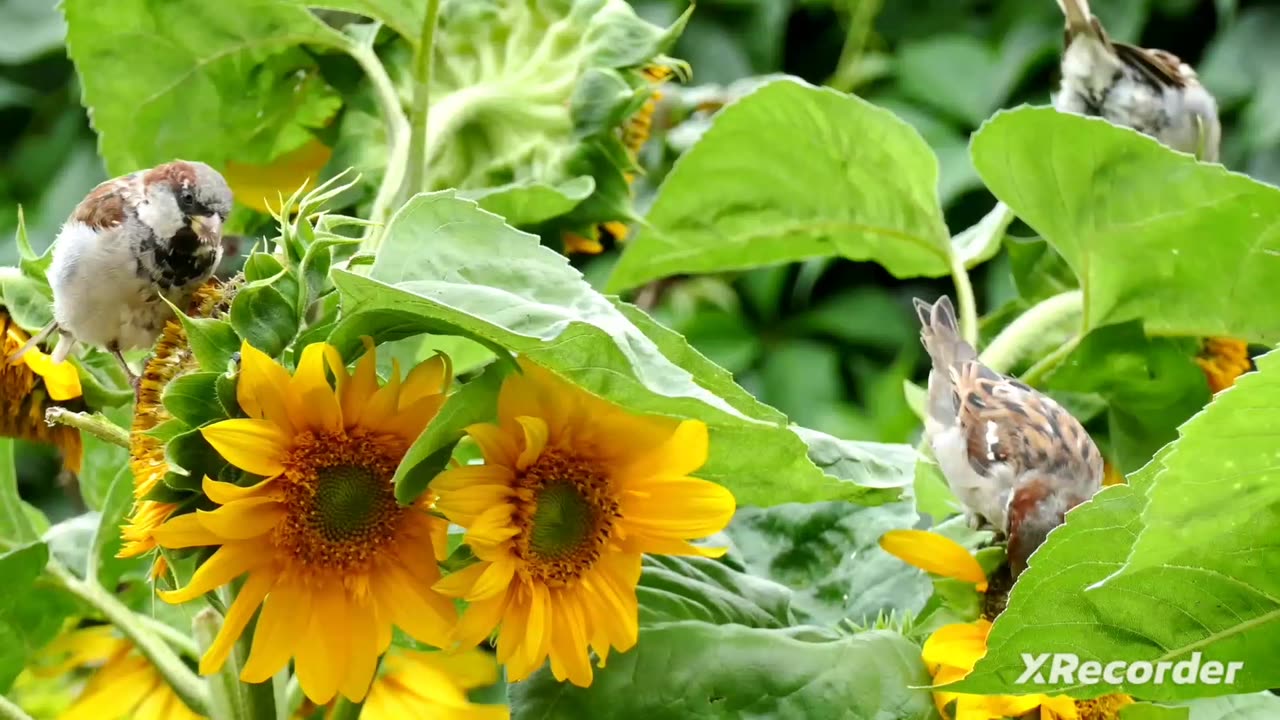 Bird in flowers