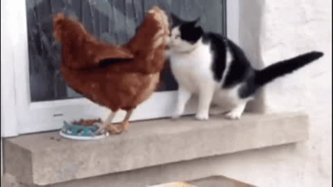 Cat verse chicken gif video