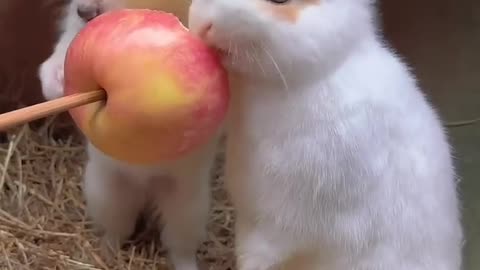 Dog and bunny chew apple together