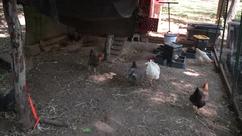 Hens + ham scraps = lots of chasing.