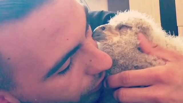 Baby Owl Preciously Cuddles With Its Owner