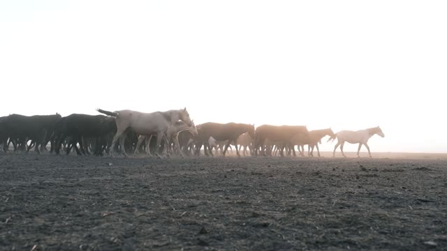 Horses