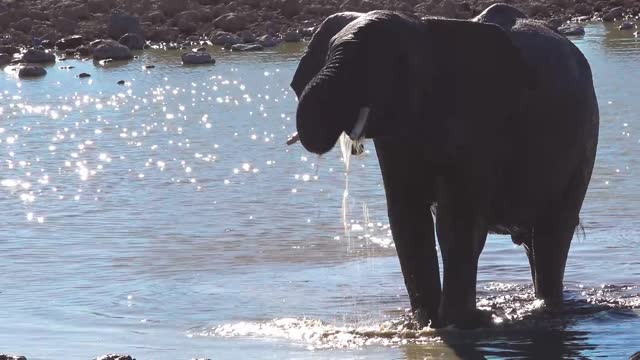 A thirsty Elephant joyfully finds drinking water in the National Park Namibia