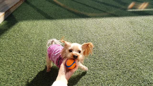 A puppy playing with a ball