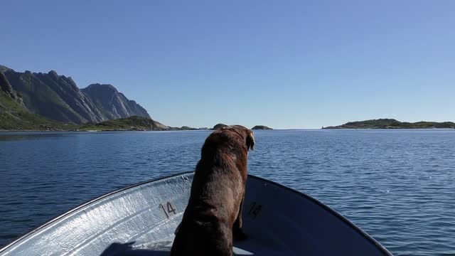 Cute Labrador dog