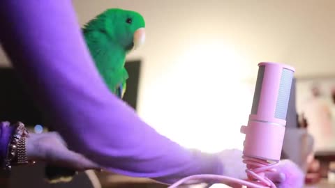 Bird Whispers Into Microphone