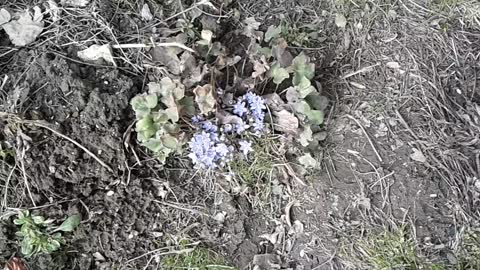 Co leczy przylaszczka