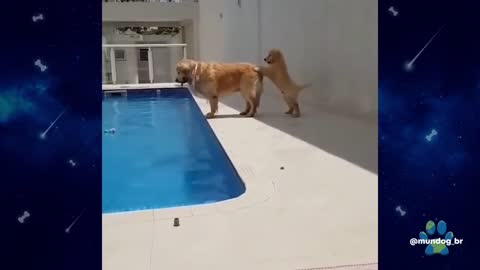 funny animals of the world part 2