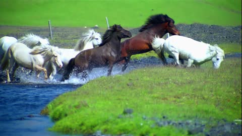 horse running