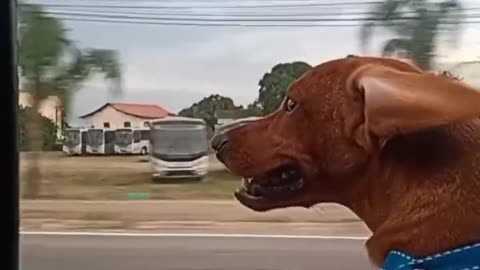 Funny dogs