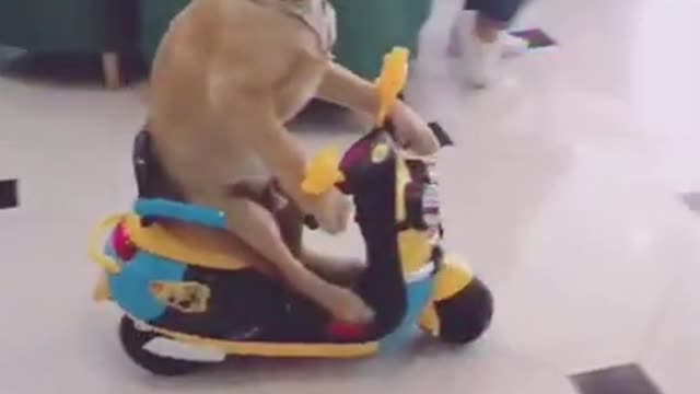 Dog is riding the toy bike , hilarious one .