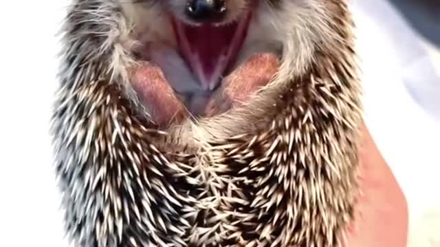 cute hedgehog