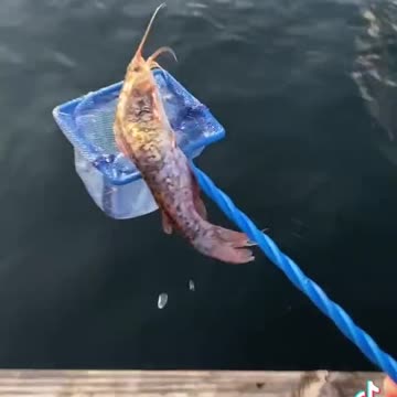 Releasing my pet catfish bubbles