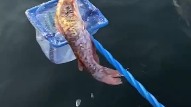 Releasing my pet catfish bubbles