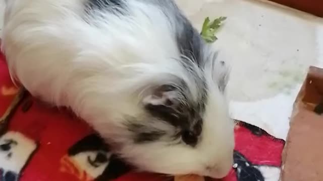 My Ash Piggy eating his baby white melon