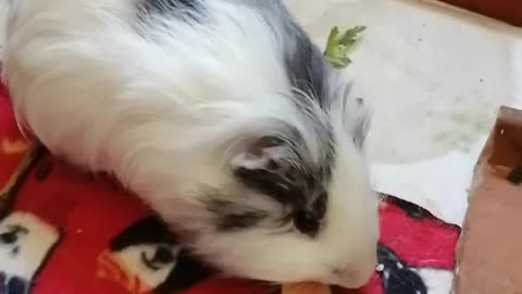 My Ash Piggy eating his baby white melon