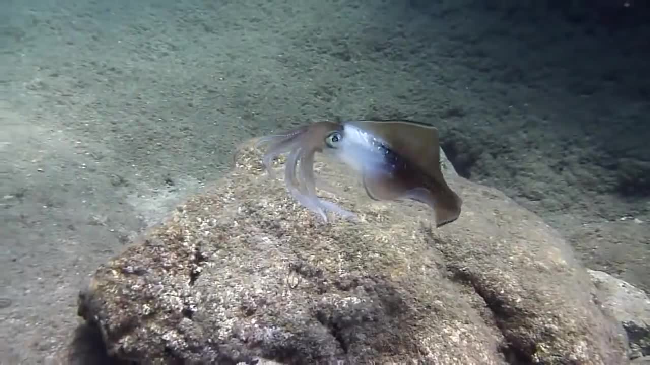 Color Changing Squid!! WTF?|