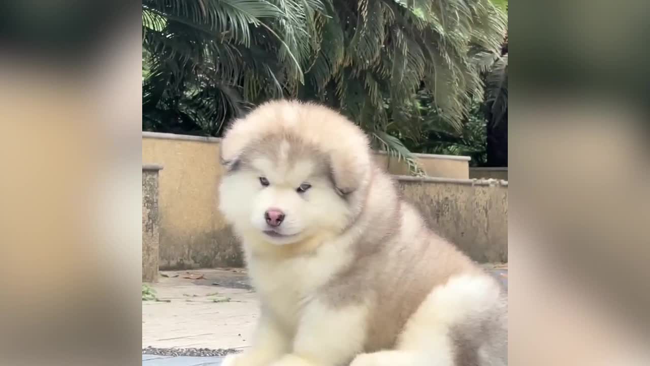 This dog is also too cute
