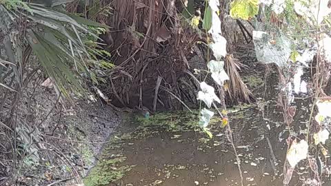 #Water Snake Catching Fish