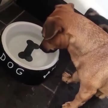 Trying to get my bone