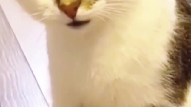 Funniest cat 🤣