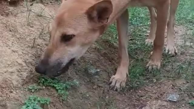 Doggy eating grass