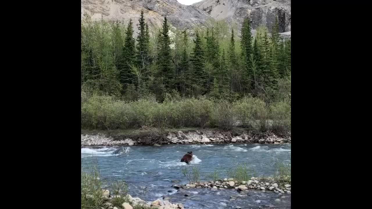 Bear swims across river in Alberta Canada.