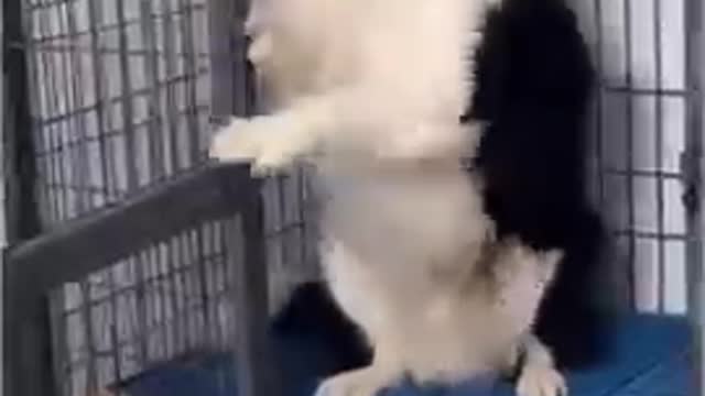 Funny cat videos funny dog video cat's meow meow meow meow 😺😺😺😺😻