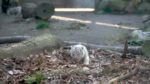 a cute baby tiger