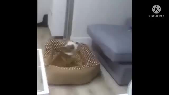 FUNNY CUTE CAT