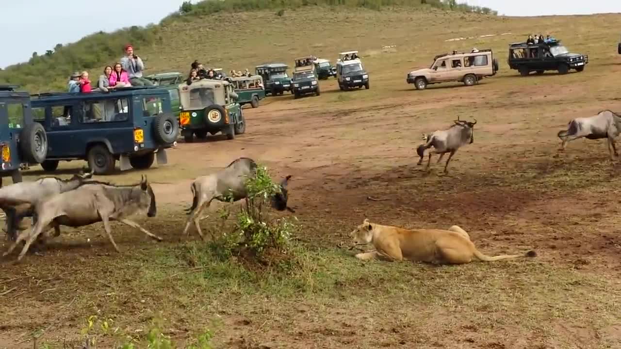 Lion ambush Prey at wildebeest Migration crossing Wild safari animal