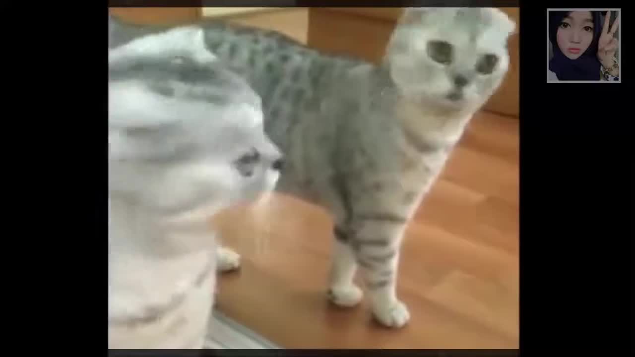 Very Funny Cat Sees Himself in Mirror