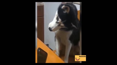 🤣 Puppy entertains himself by watching the cell phone 🤣