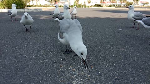 White birds