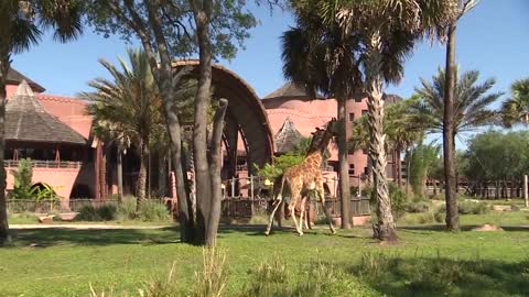 Giraffes on Mother's Day _ Disney's Animal Kingdom Lodge