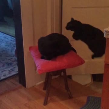 Agile Cat Jumps Clear Over Her Feline Sister