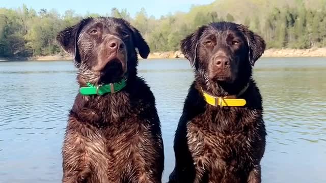 Chocolate Lab - Sisters!