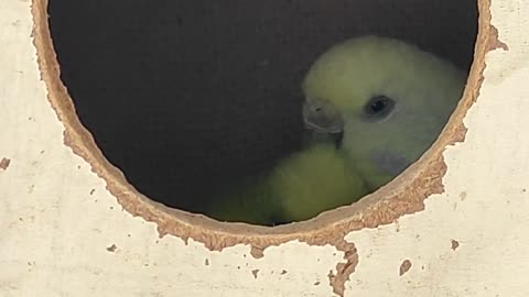 Beautiful budgies birds played with each other